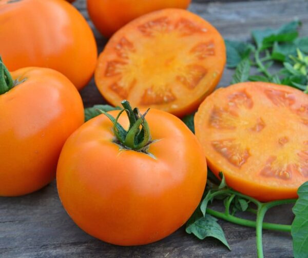 Tomato (Solanum lycopersicum) Orange Wellington F1