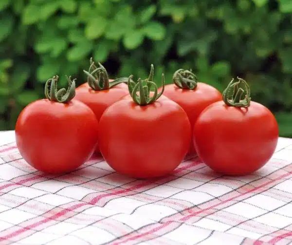 Tomate (Solanum lycopersicum) Orkado F1
