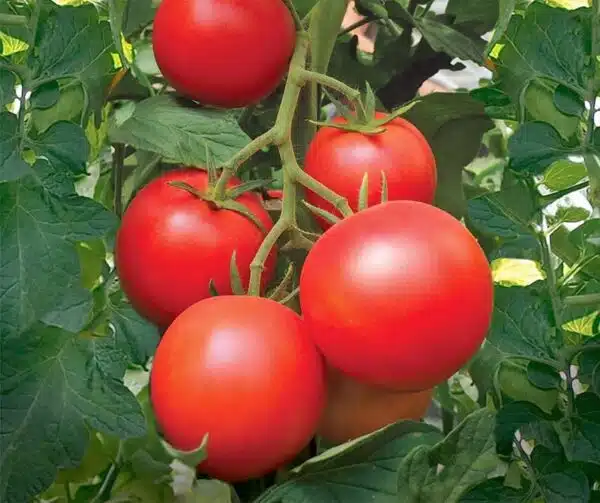 Tomate (Solanum lycopersicum) Paoline PhR F1