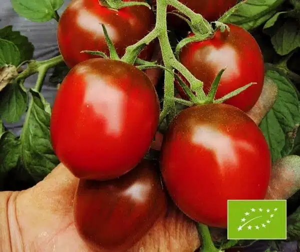 Tomato (Solanum lycopersicum) Paul Robson BIO