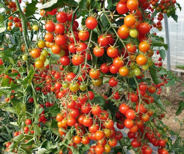 Tomate (Solanum lycopersicum) Perlino Red F1 - Bild 3