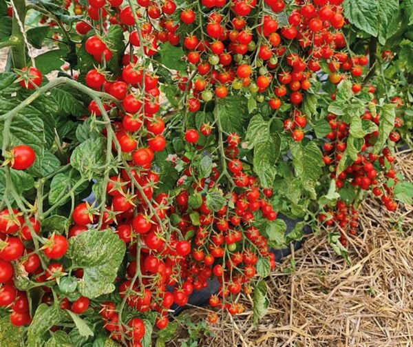 Tomate (Solanum lycopersicum) Perlino Red F1