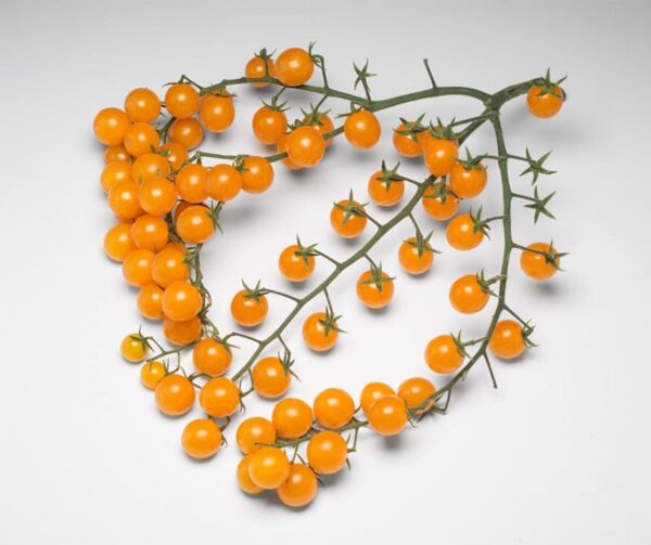 Pomodoro (Solanum lycopersicum) Perlino Giallo F1 - Immagine 2