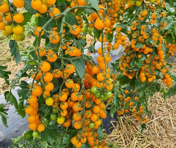Pomodoro (Solanum lycopersicum) Perlino Giallo F1