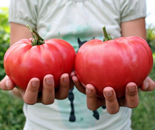 Tomato (Solanum lycopersicum) Pink Brandywine