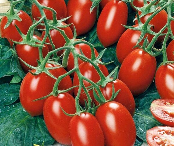 Tomate (Solanum lycopersicum) Pollicino F1