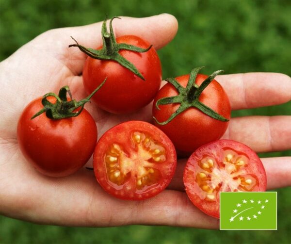 Tomato (Solanum lycopersicum) Primabella PhR BIO