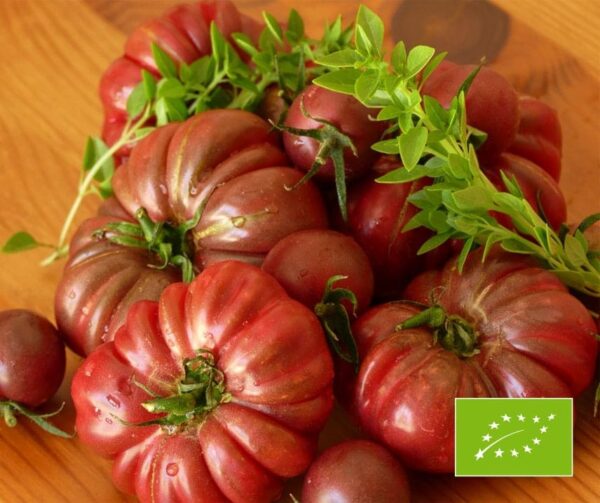 Tomato (Solanum lycopersicum) Purple Calabash BIO
