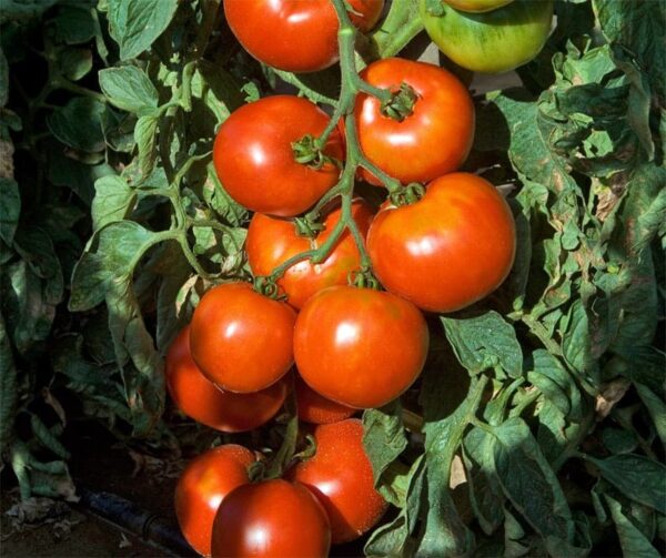 Tomate (Solanum lycopersicum) Pyros PhR F1 - Image 2