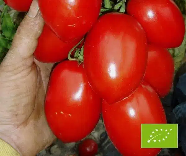 Tomato (Solanum lycopersicum) RIO Grande BIO