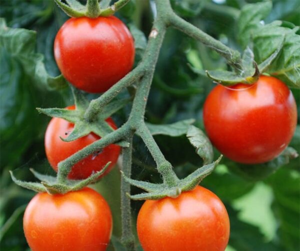 Tomate (Solanum lycopersicum) Resi PhR BIO - Image 3