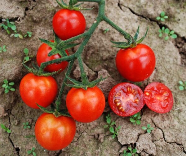 Tomate (Solanum lycopersicum) Resi PhR BIO - Image 2