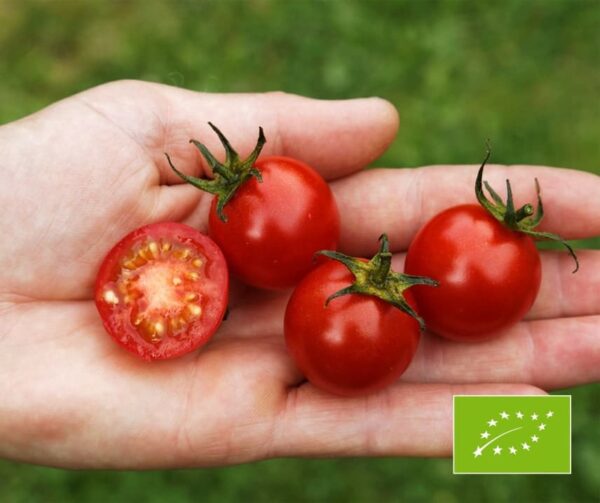 Tomate (Solanum lycopersicum) Resi PhR BIO