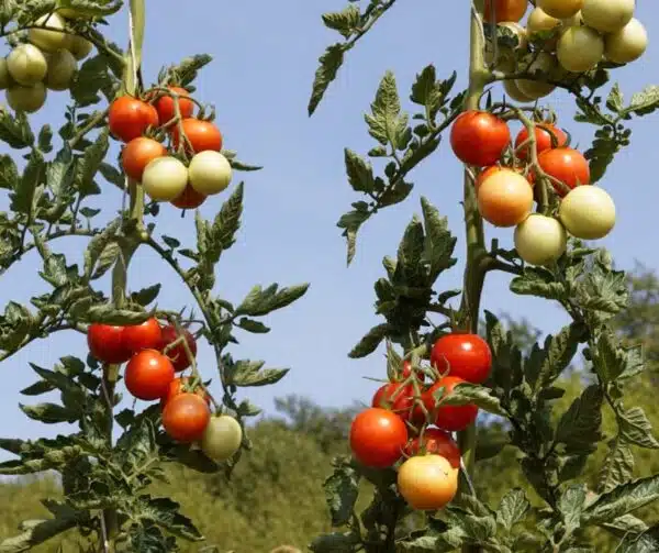 Tomato (Solanum lycopersicum) Resibella PhR BIO - Afbeelding 2