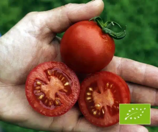 Tomato (Solanum lycopersicum) Resibella PhR BIO