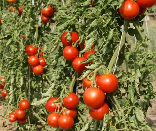 Tomate (Solanum lycopersicum) Rondobella PhR BIO - Image 2