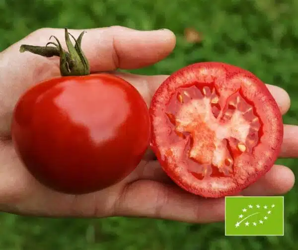 Tomate (Solanum lycopersicum) Rondobella PhR BIO