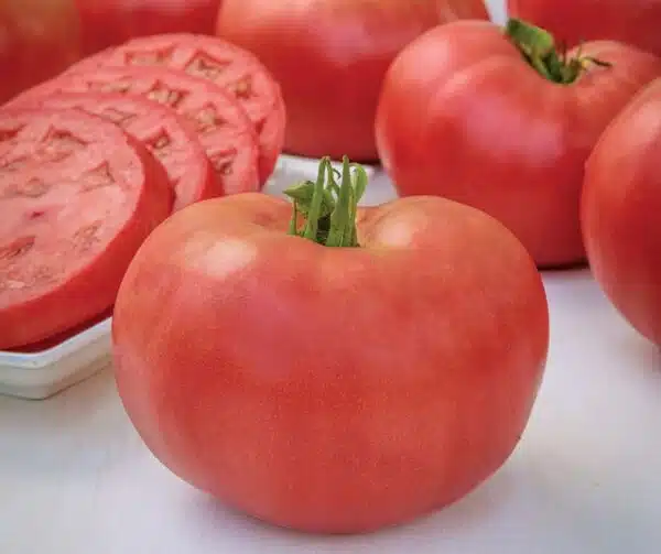 Tomato (Solanum lycopersicum) Rose Crush PhR F1 - Afbeelding 4