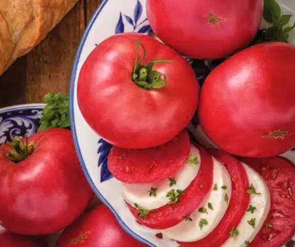 Tomato (Solanum lycopersicum) Rose Crush PhR F1 - Afbeelding 3