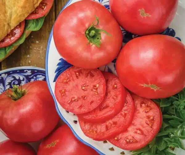 Tomato (Solanum lycopersicum) Rose Crush PhR F1 - Afbeelding 2