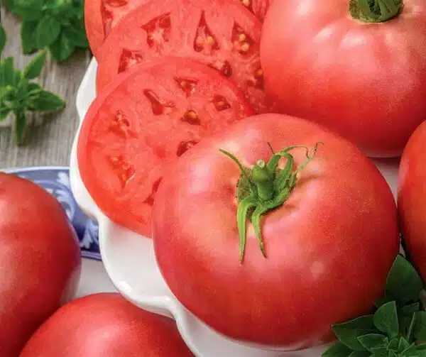 Tomato (Solanum lycopersicum) Rose Crush PhR F1