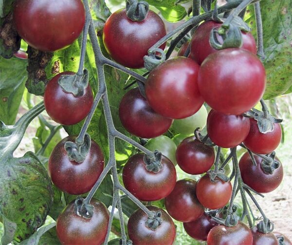 Тамат (Solanum lycopersicum) Разелла