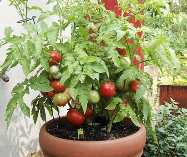 Tomato (Solanum lycopersicum) Rotkäppchen