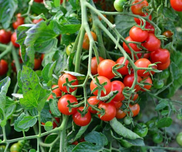 Pomodoro (Solanum lycopersicum) Rubinek