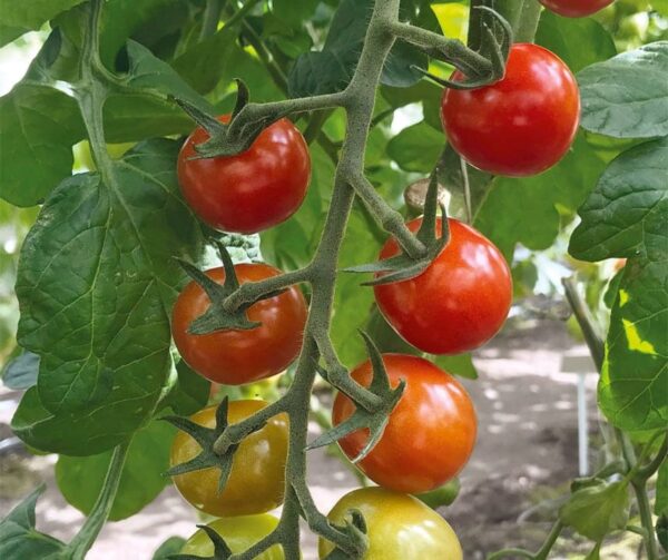 Tomato (Solanum lycopersicum) Rubylicious PhR F1 - Image 2