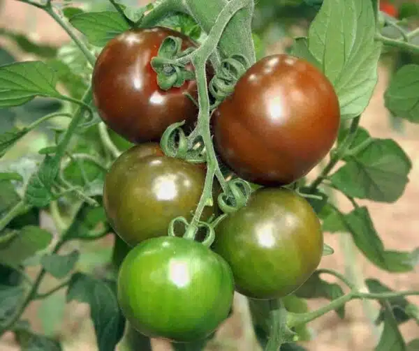 Tomato (Solanum lycopersicum) Sacher F1