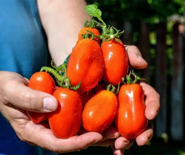 Tomate (Solanum lycopersicum) San Marzano 2