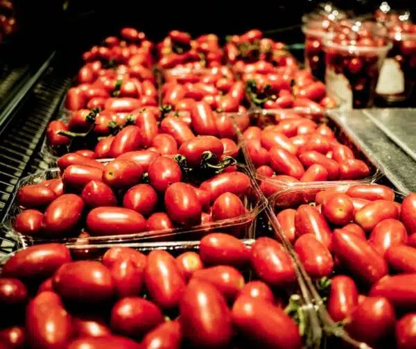 Tomate (Solanum lycopersicum) San Marzano BIO - Bild 2