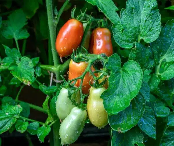 Tomato (Solanum lycopersicum) San Marzano Nano - Afbeelding 2