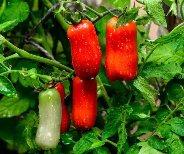 Tomato (Solanum lycopersicum) San Marzano Nano