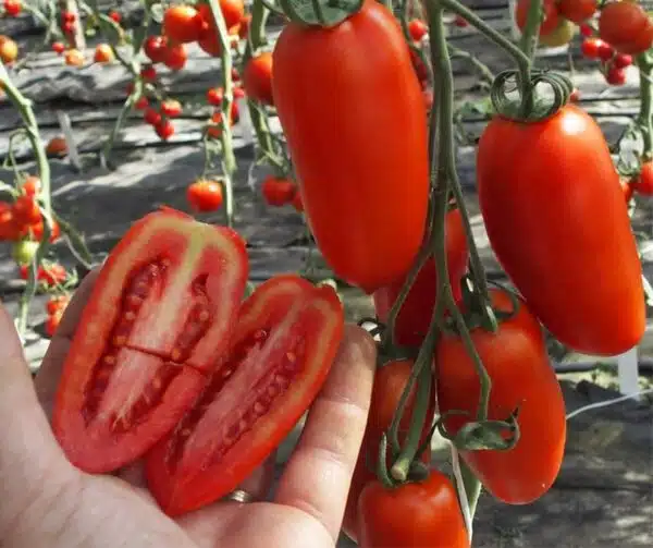 Tomato (Solanum lycopersicum) Sanmaro F1