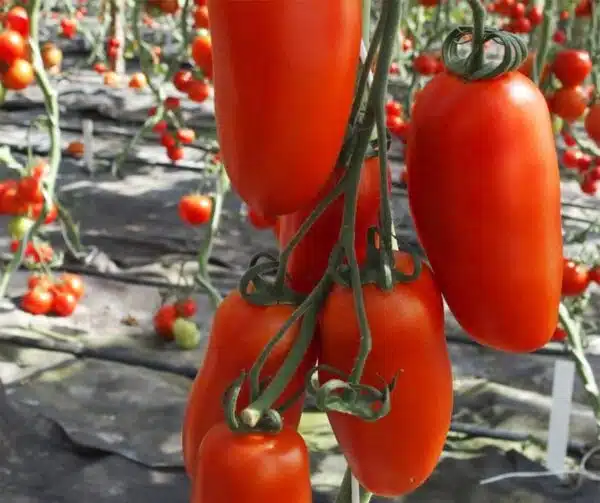Tomato (Solanum lycopersicum) Sanmaro F1 - Afbeelding 2