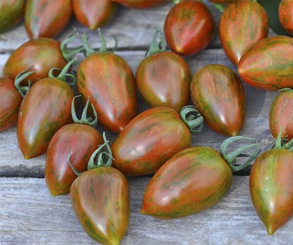 Pomodoro (Solanum lycopersicum) Shimmer F1 - Immagine 2