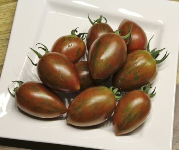 Pomodoro (Solanum lycopersicum) Shimmer F1