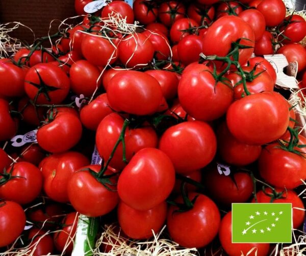 Tomate (Solanum lycopersicum) St. Pierre BIO