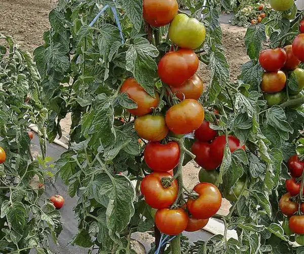 Tomato (Solanum lycopersicum) Start S F1