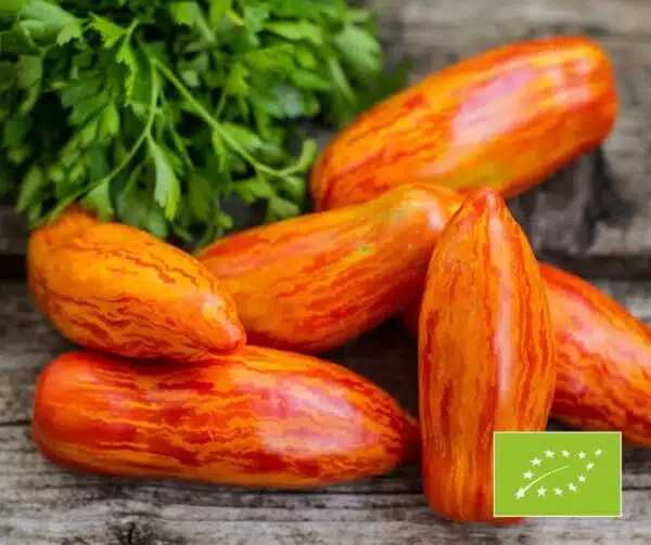 Памідор (Solanum lycopersicum) Паласаты рымскі БІЯ