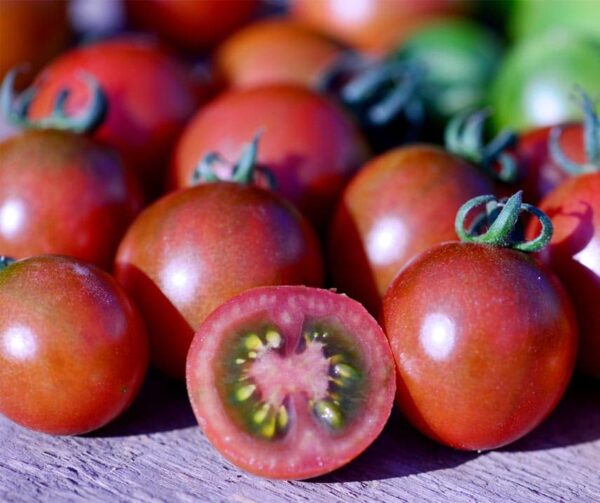 Tomate (Solanum lycopersicum) Sunchocola F1