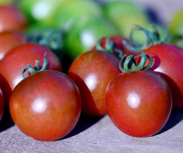 Tomate (Solanum lycopersicum) Sunchocola F1 - Imagen 2