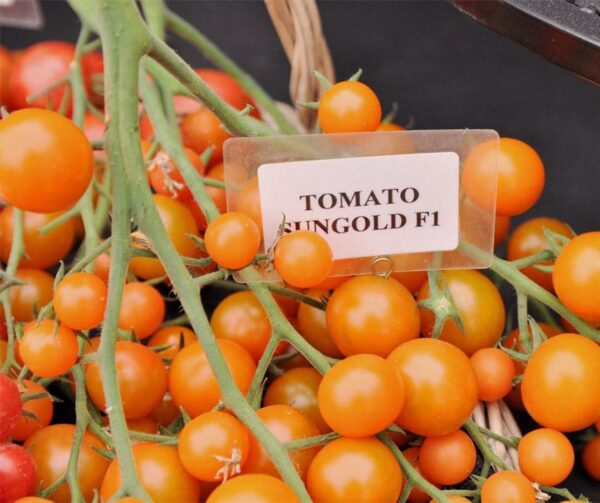 Tomate (Solanum lycopersicum) Sungold F1