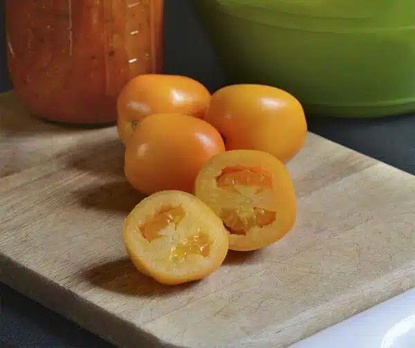 Tomat (Solanum lycopersicum) Sunrise Sauce F1 - Bild 2