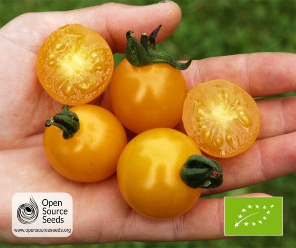 Памідор (Solanum lycopersicum) Sunviva PhR BIO