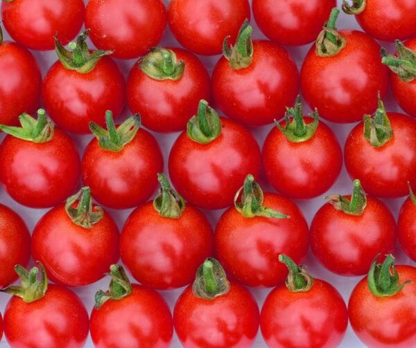 Tomato (Solanum lycopersicum) Sweet Aperitif - Image 2