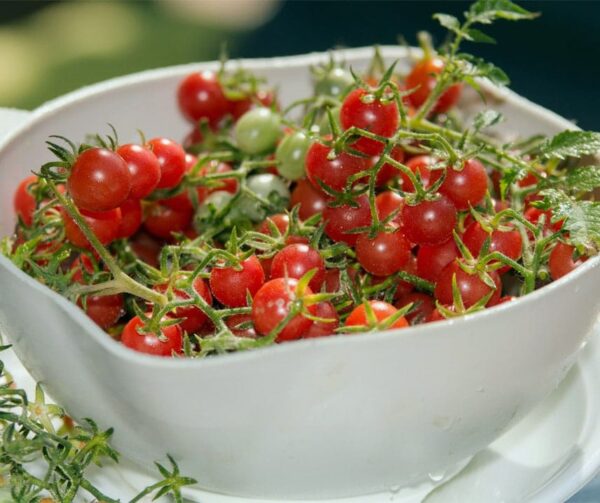 Tomate (Solanum lycopersicum) Pois de senteur