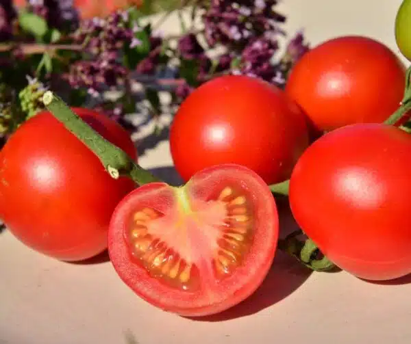 Tomate (Solanum lycopersicum) Tamina
