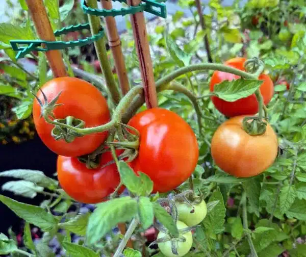Памідор (Solanum lycopersicum) Тэрэза F1 - Выява 3